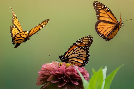 Día Nacional de la Mariposa Monarca: ¿Quieres participar?