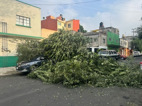 Cae árbol de más de 12 metros de alto sobre 2 vehículos y cables, no hay heridos