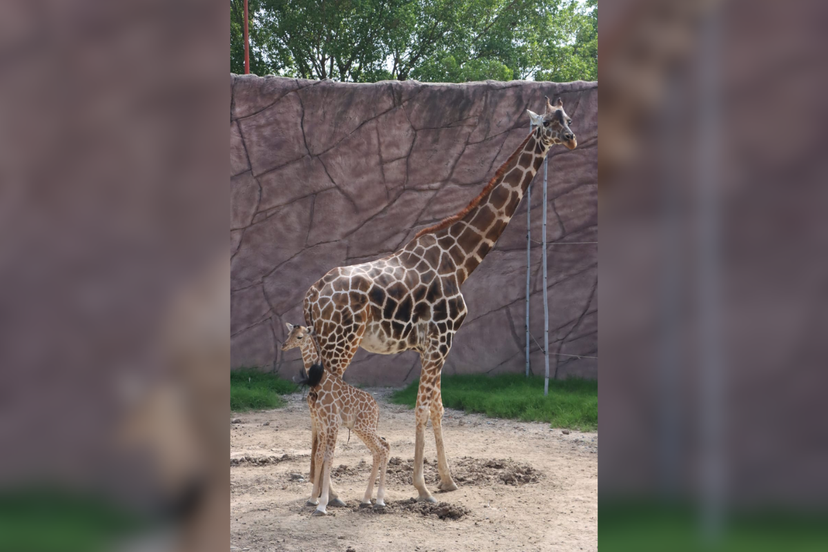 Tanto la madre, Adelita, de 14 años, como la cría se encuentran en buen estado de salud. Foto: Zoológico Tamatán