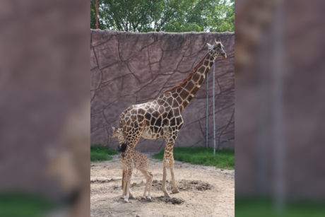 Nace jirafa en el zoológico de Tamatán