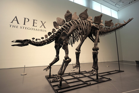 Subasta de fósil de estegosaurio rompe récord con 45 millones de dólares