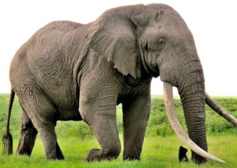 El elefante que atacó a los turistas, lo que le costó la vida a uno. Foto: MARCA.Com