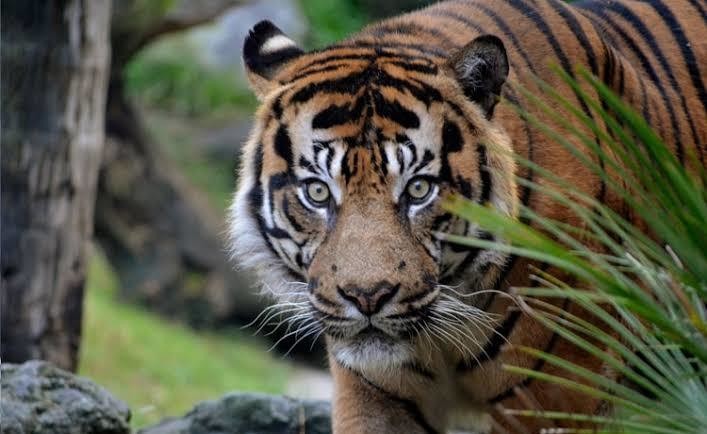 El día internacional del tigre se celebra cada 29 de julio, con la finalidad de crear conciencia sobre los desafíos que esta especie enfrenta en su hábitat natural, además de buscar lograr su conservación. Foto: Internet