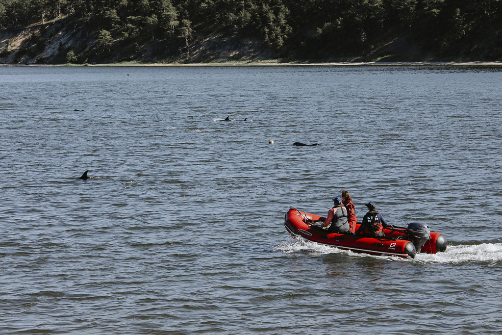 Trabajadores y voluntarios del Fondo Internacional para el Bienestar Animal intentan conducir a delfines varados hacia aguas más profundas, el viernes 28 de junio de 2024, en Wellfleet, Massachusetts. (Stacey Hedman/IFAW vía AP)