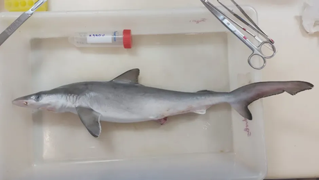 Tiburones en Brasil dan positivo por cocaína, revela estudio