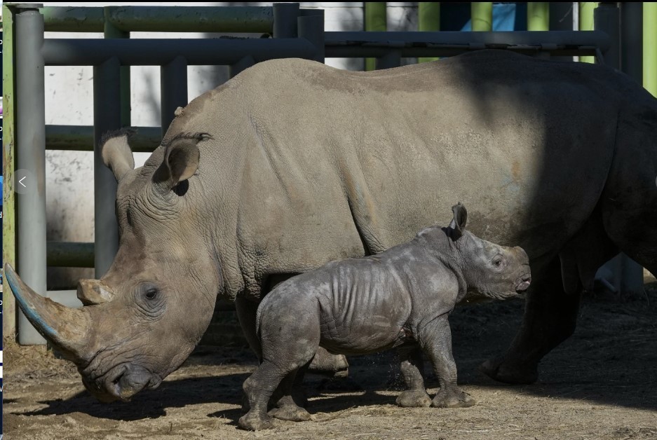 El zoológico de Chile presenta a Silverio, la tercera cría de rinoceronte blanco. Foto. AP Esteban Félix