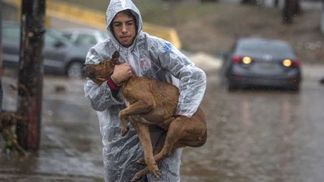 Cómo proteger a tus mascotas en tiempo de huracanes