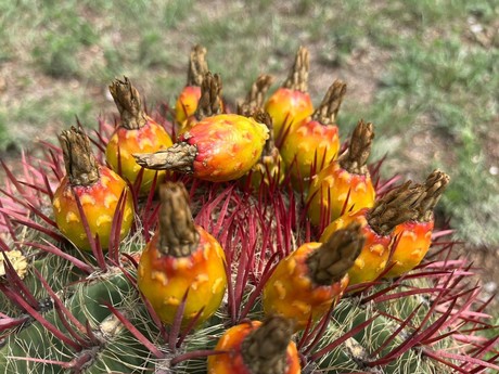 Los Cabuches: una flor comestible del desierto de Coahuila