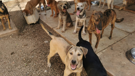 Día del Perro: ¿Cómo le dicen a los perros sin raza en Yucatán?