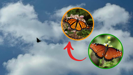 Confusión migratoria: ¿Se adelanta la Mariposa Monarca a Coahuila?