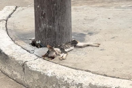 Exigen investigar matanza de gatos en el sur de Tamaulipas