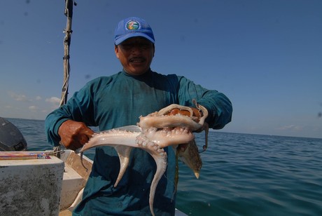 La temporada de pulpo arranca con buenos números de captura