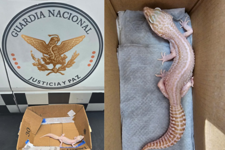 Guardia Nacional rescata un gecko leopardo en paquetería con destino a Zacatecas