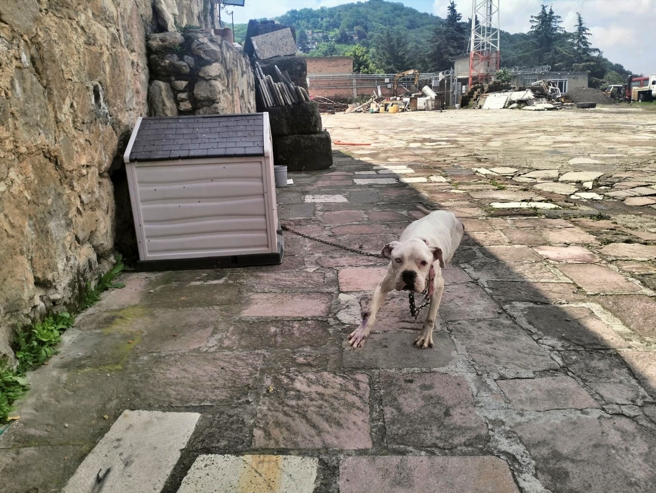 Los caninos reciben atención médica para recuperarse y ser dados en adopción. Imagen: PROPAEM