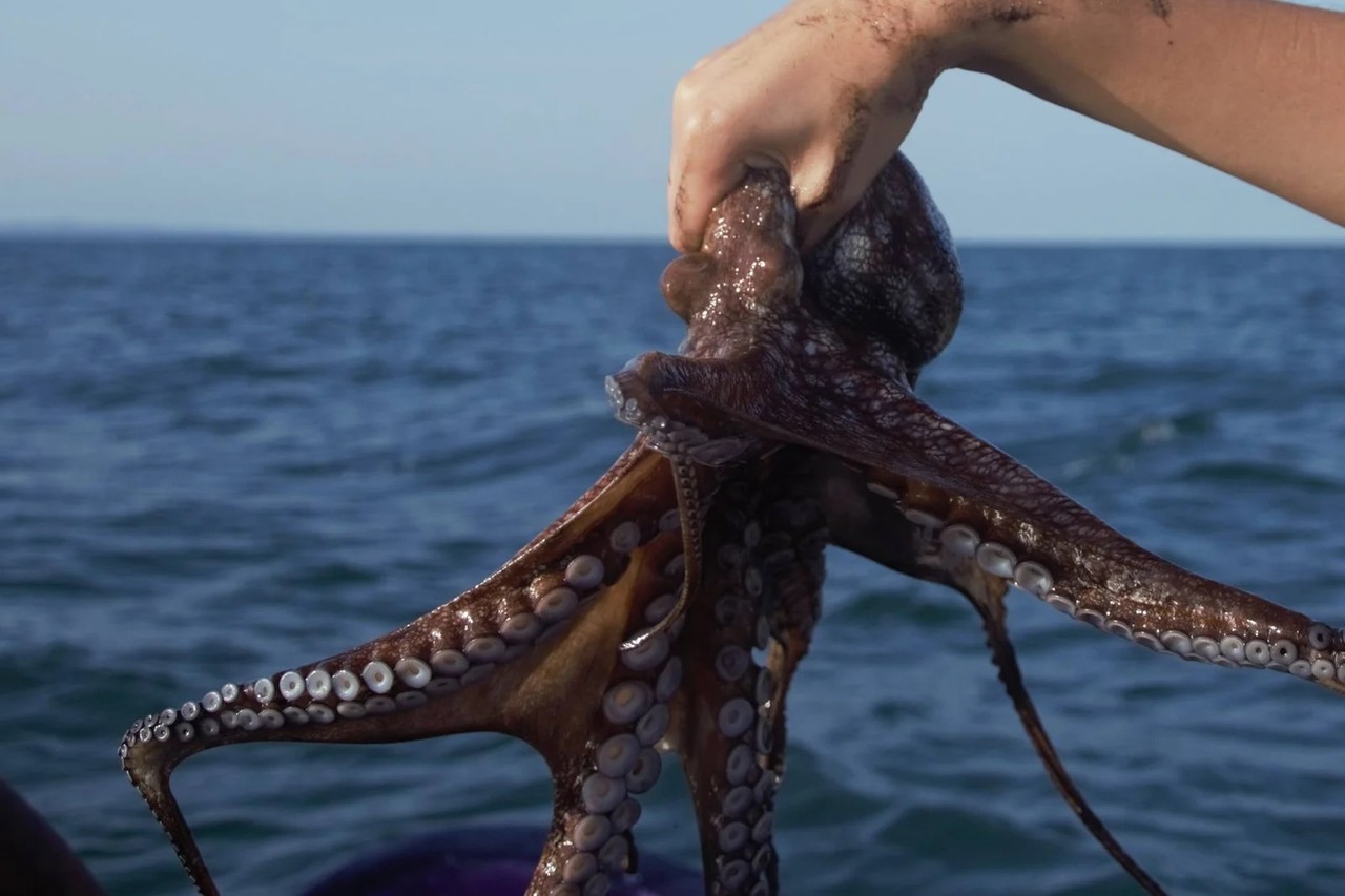 Canainpesca Yucatán informó sobre el inicio de la temporada de captura de pulpo en la cual se espera recolectar  25,000 toneladas del producto.- Foto de redes sociales