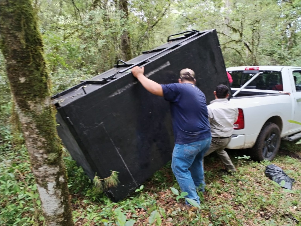 Arranca Comisión de Parques monitoreo del oso negro americano en Tamaulipas