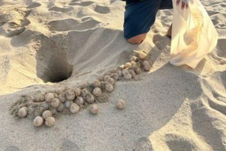 Mil nidos de tortugas son protegidos en Los Cabos