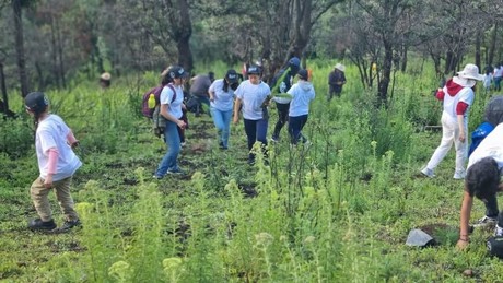 Lerma reforesta el paraje 'La Parra'