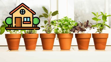 Descubre cómo decorar tu hogar con plantas aromáticas y perfumadas