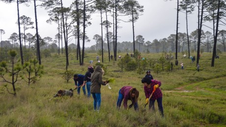 Municipios que sufrieron incendios son reforestados