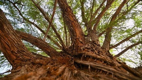 Ahuehuete en Gómez Palacio cumple 107 años de haber sido plantado