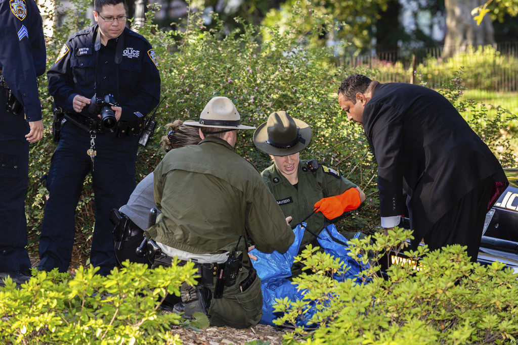 La policía de Nueva York y agentes de Conservación Ambiental del Estado de Nueva York manejan el cuerpo de un cachorro de oso que fue hallado muerto debajo de unos arbustos en Central Park, el lunes 6 de octubre de 2014, en Nueva York. (AP Foto/Stefan Jere