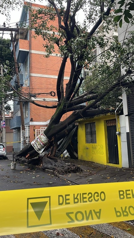 Árbol cae sobre casa y daña barda y techumbre en la Benito Juárez