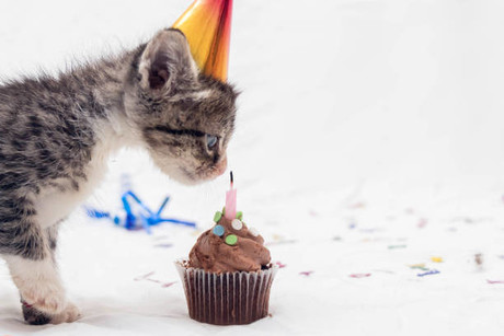 Celebra a tu michi, hoy es el Día del Gato