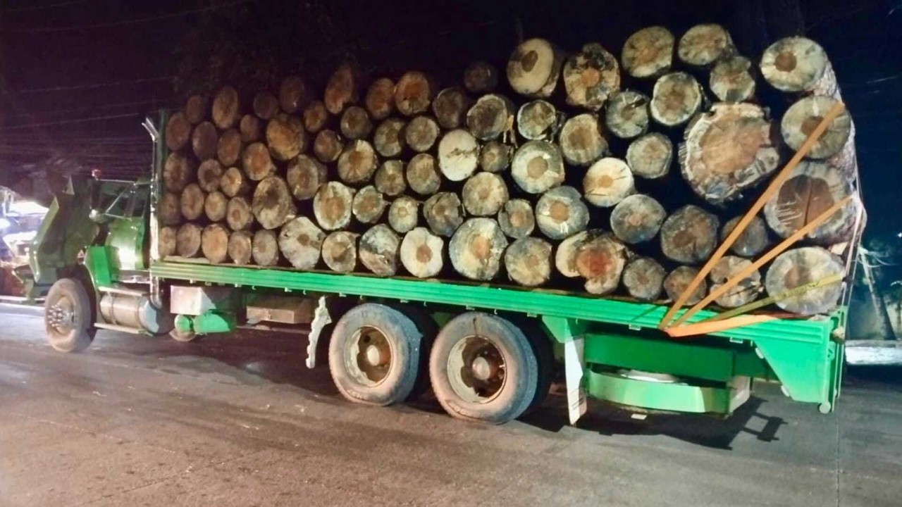 La policía recuperó madera que era transportada en dos camiones tipo torton de forma ilega. Foto: SSEM