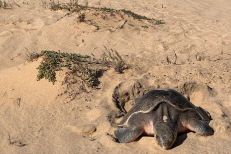 Rescatan más de 21 mil huevos de tortuga Golfina en primera anidación masiva