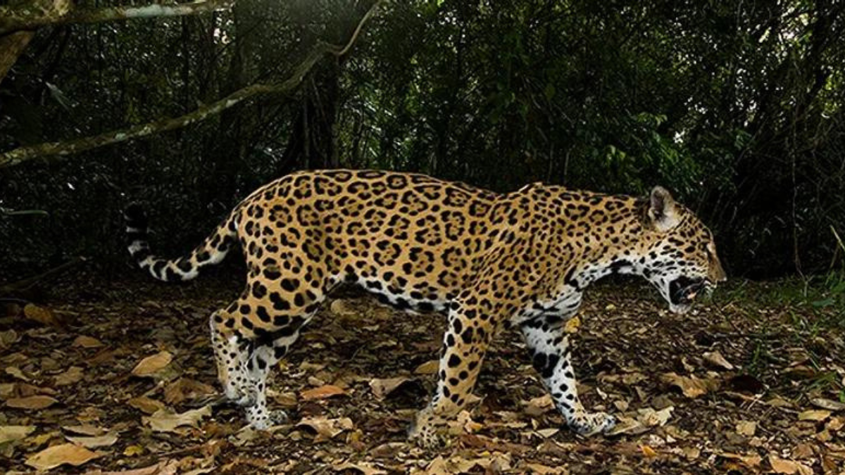 La piel y las garras de estos animales son muy valiosos en el tráfico ilegal Foto: Cortesía