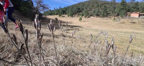 ¡Únete a la Causa! Ven a la jornada de reforestación en Arteaga