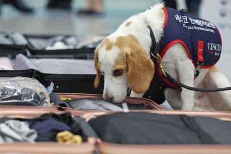 ¡Así no pasan! Perro detector para evitar plagas en Corea del Sur