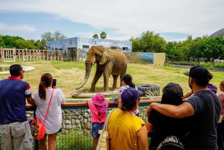 Conoce a Monty en Zoológico La Pastora en el Día Mundial del Elefante