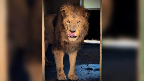 'Pechocho' el león del Zoológico Sahuatoba no cumplirá 25 años sino 12