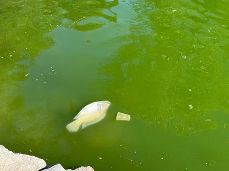 ¿Qué está pasando con la fauna del lago de la Ciudad Deportiva?