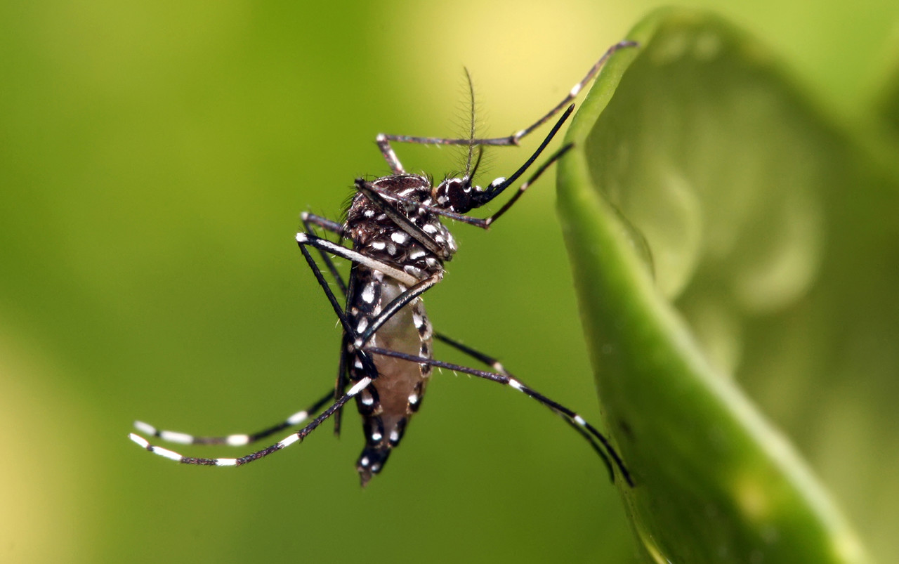 El dengue es una infección viral transmitida por la picadura de las hembras infectadas de mosquitos principalmente de la especie Aedes Aegypti. Foto: Cortesía / Gobierno de México