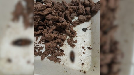 Cliente encuentra una cucaracha en su comida de restaurante en Progreso