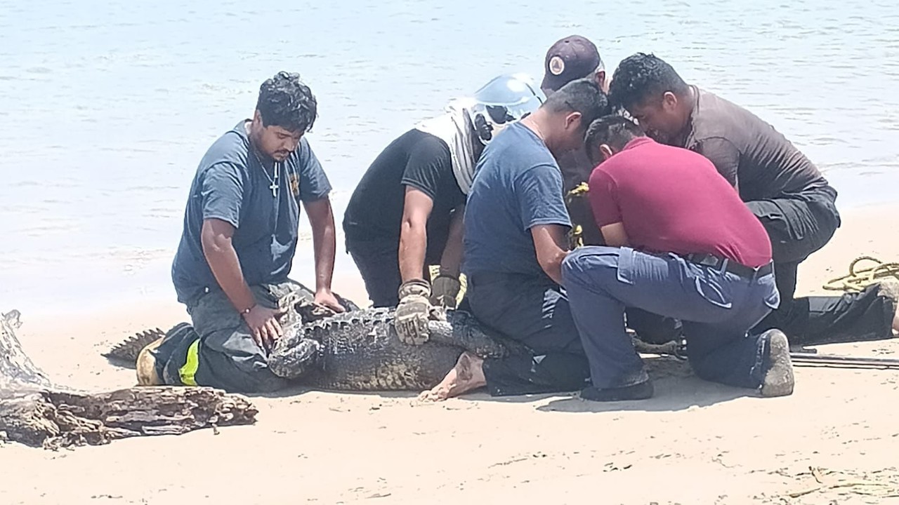 Séptimo cocodrilo atrapado en Playa Miramar. Foto: redes sociales