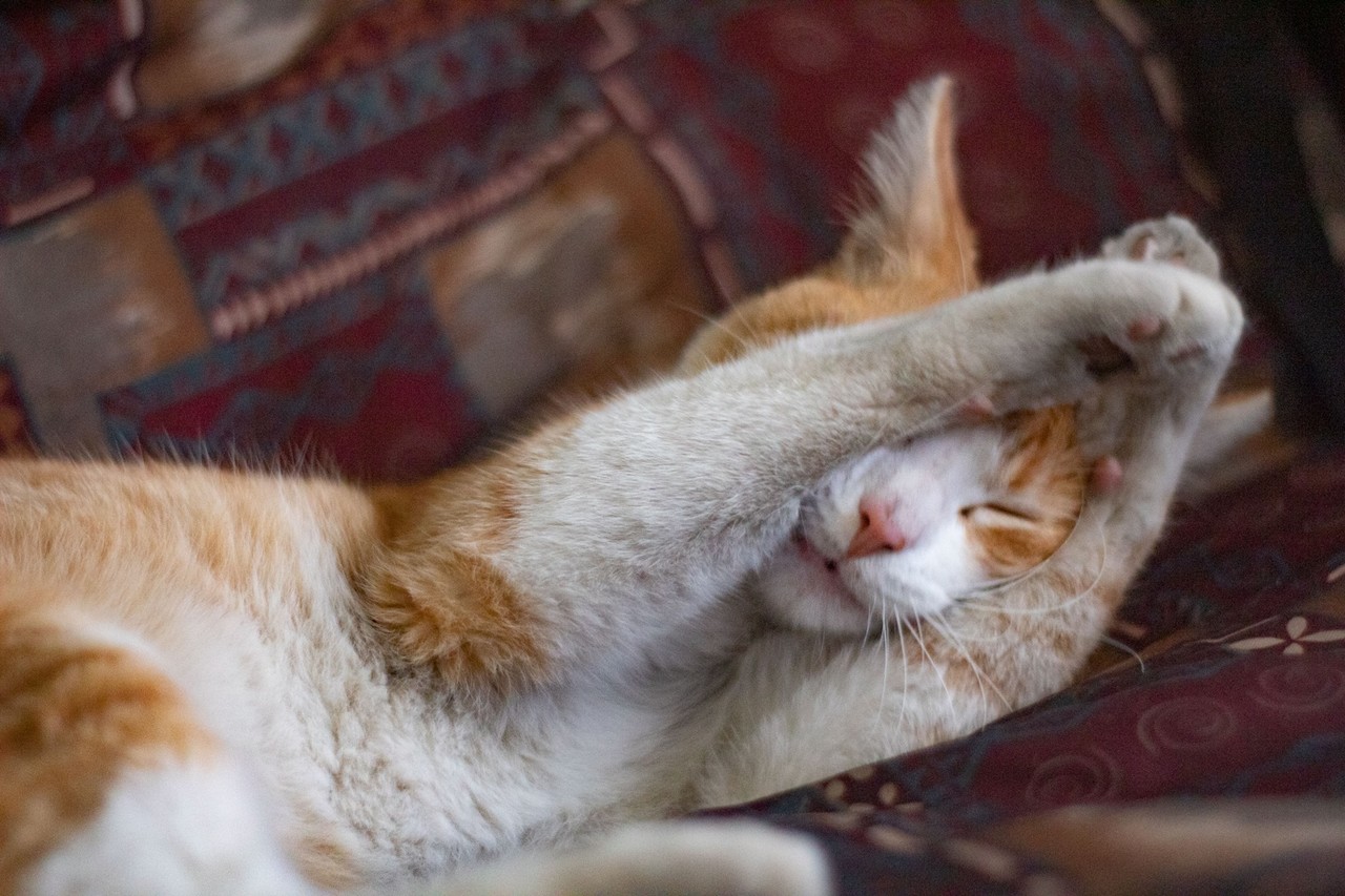 Día mundial del gato Te contamos cómo adoptar uno en Saltillo POSTA