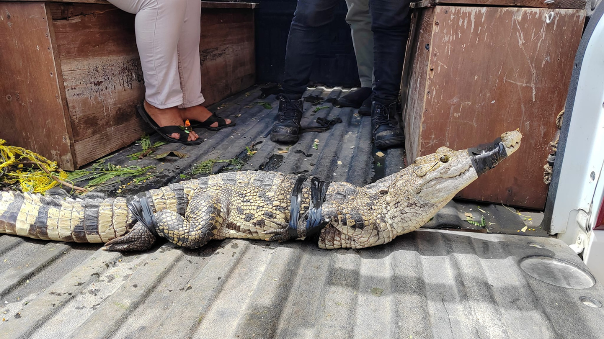 El cocodrilo será trasladado a una reserva natural Foto: Ayuntamiento de Motul