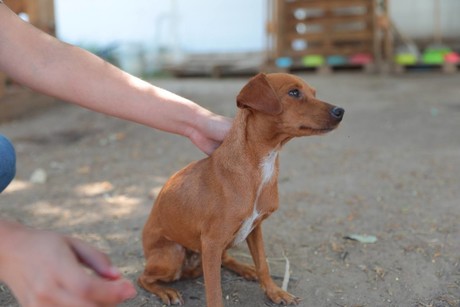 Refuerzan multas por maltrato animal y concientizan sobre su cuidado