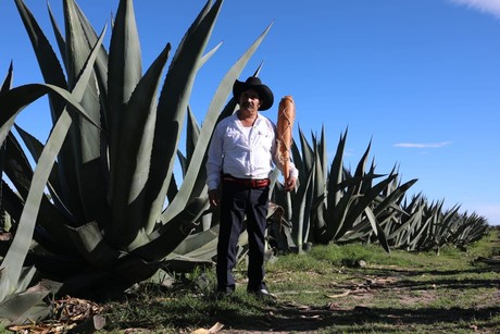 Edomex cuna del pulque; ocupa el tercer lugar nacional