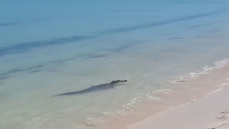 (Video) Cocodrilo es captado nadando en las cristalinas costas de Telchac Puerto