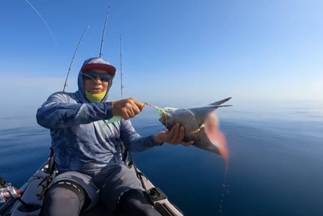 Tiburón devora pez en La Ribera (VIDEO)