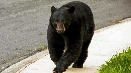 Siete osos negros vistos en Tamaulipas