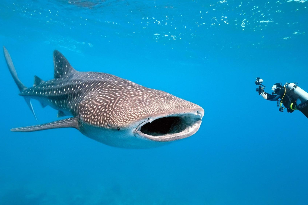 Tiburón ballena. Foto: Cortesía