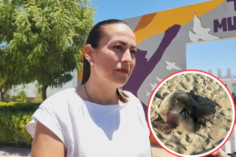 Sancionarán a pareja extranjera por ataque de perros a tortuga