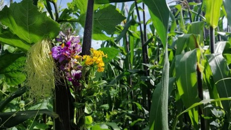 La milpa se viste de fiesta: Tradición y color