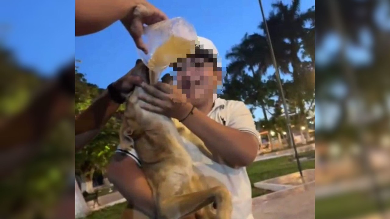 El video donde se ve a los jóvenes dando una bebida alcohólica al perro fue subido a las redes Foto: Redes